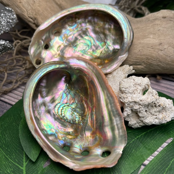 2 for 1 Special Seashells Lot 2 Interior Polished Abalone Shells Bundle Coastal - Picture 13 of 14